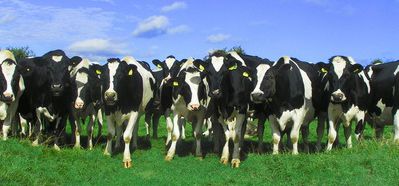 Dairy Farming